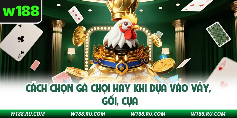 Cách chọn gà chọi hay khi dựa vào vảy, gối, cựa