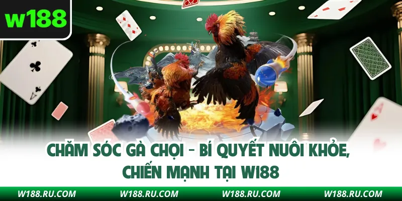 Chăm Sóc Gà Chọi - Bí Quyết Nuôi Khỏe, Chiến Mạnh Tại W188