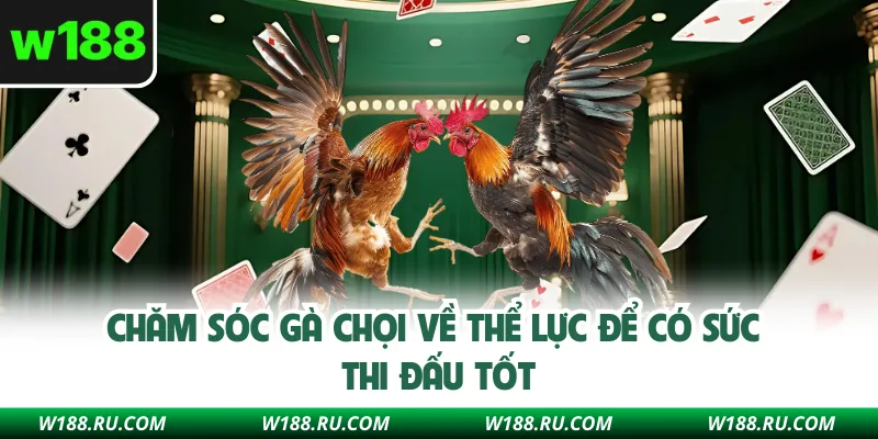 Chăm sóc gà chọi về thể lực để có sức thi đấu tốt