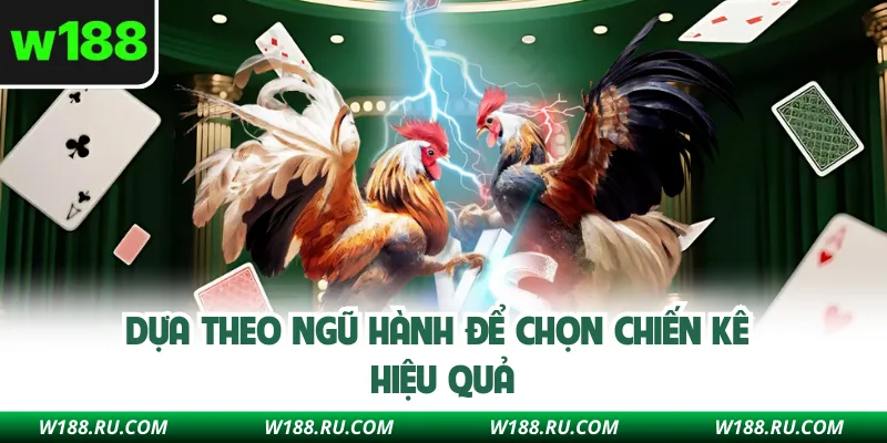Dựa theo ngũ hành để chọn chiến kê hiệu quả