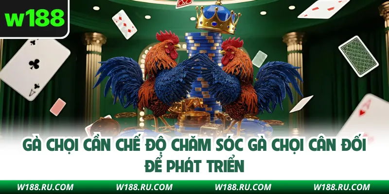 Gà chọi cần chế độ chăm sóc gà chọi cân đối để phát triển