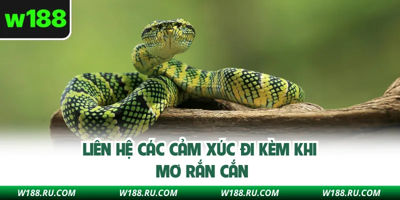 Liên hệ các cảm xúc đi kèm khi mơ rắn cắn