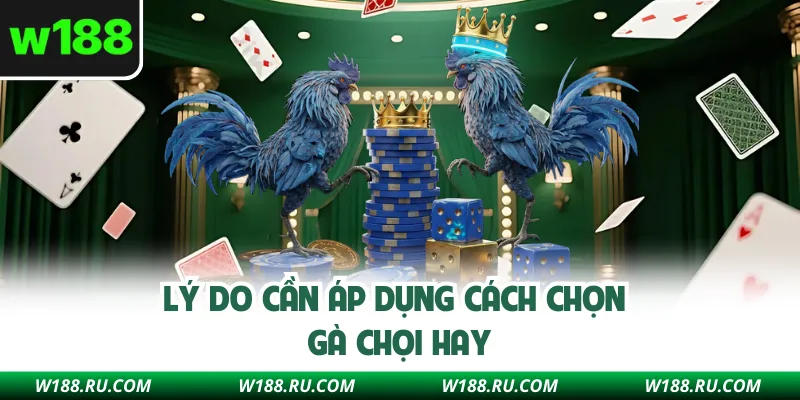 Lý do cần áp dụng cách chọn gà chọi hay