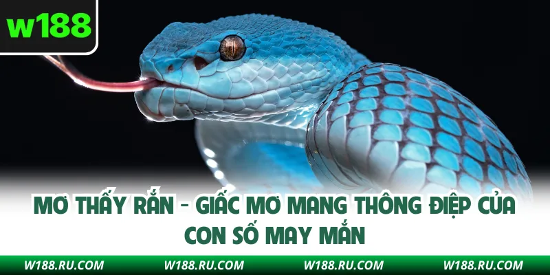 Mơ Thấy Rắn - Giấc Mơ Mang Thông Điệp Của Con Số May Mắn