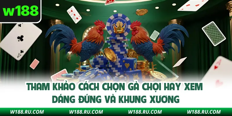 Tham khảo cách chọn gà chọi hay xem dáng đứng và khung xương