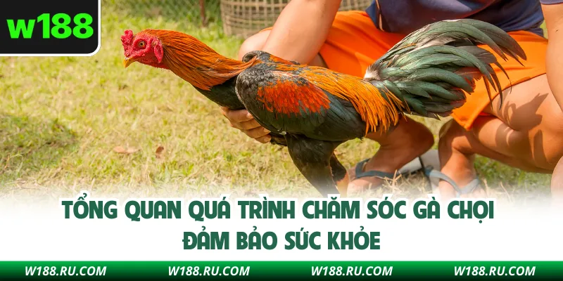 Tổng quan quá trình chăm sóc gà chọi đảm bảo sức khỏe